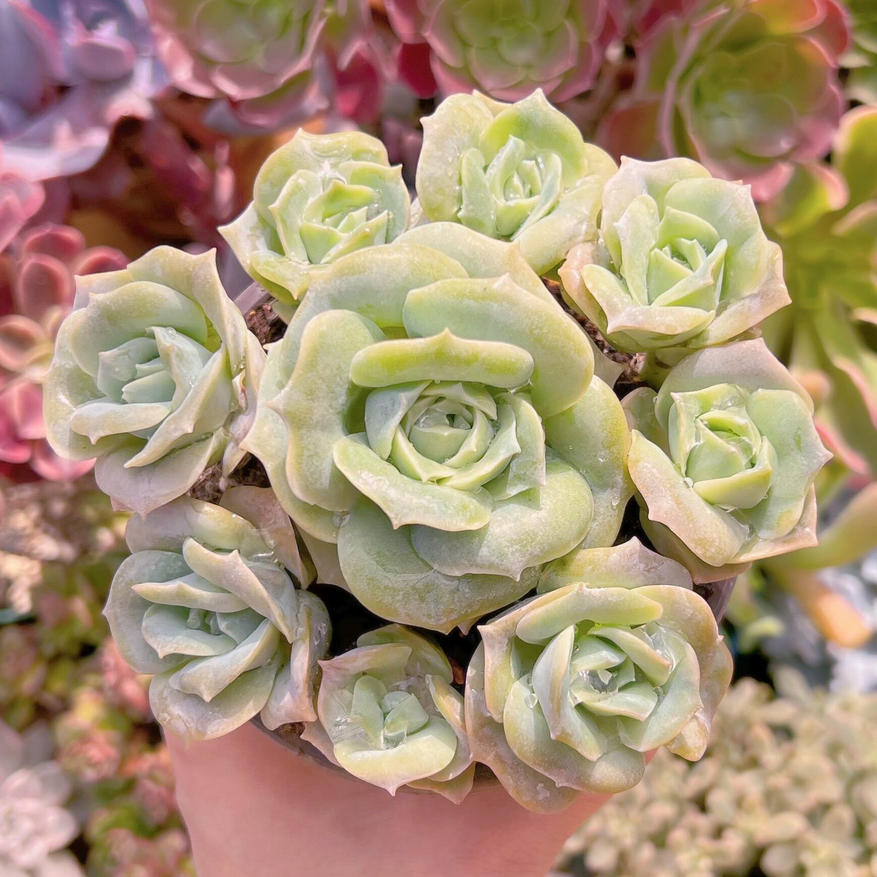 現品　ラブリーローズ#622   古株　るる農園