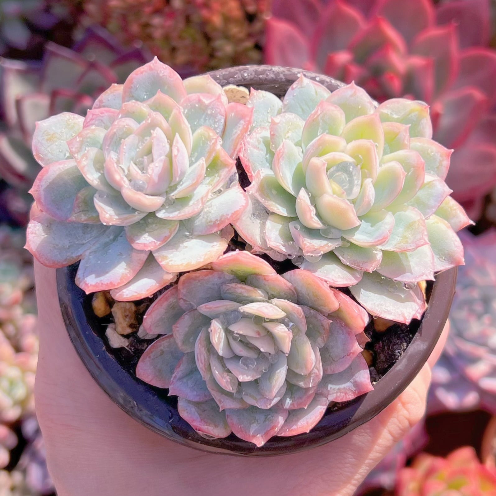 現品　メキシコスノーボール#692　古株　るる農園