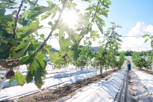 いちじくバニラジャム