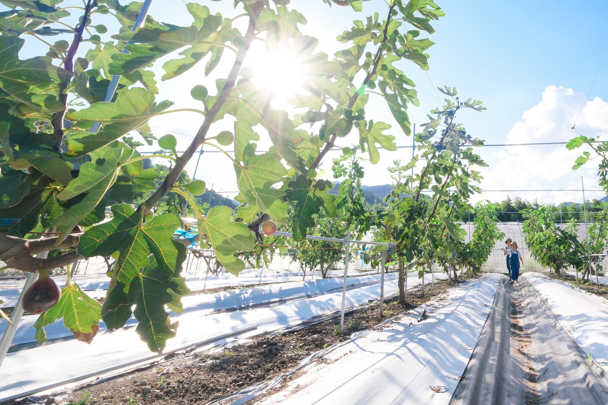 いちじくバニラジャム