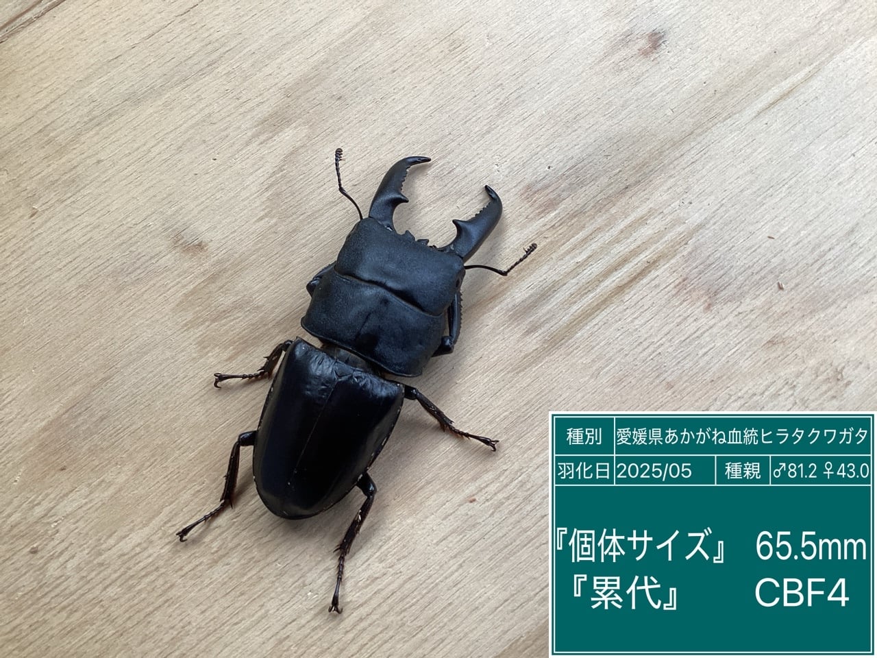 あかがね血統 国産ヒラタクワガタ ペア あかがね血統！国産ヒラタクワガタ☆3令幼虫ペア