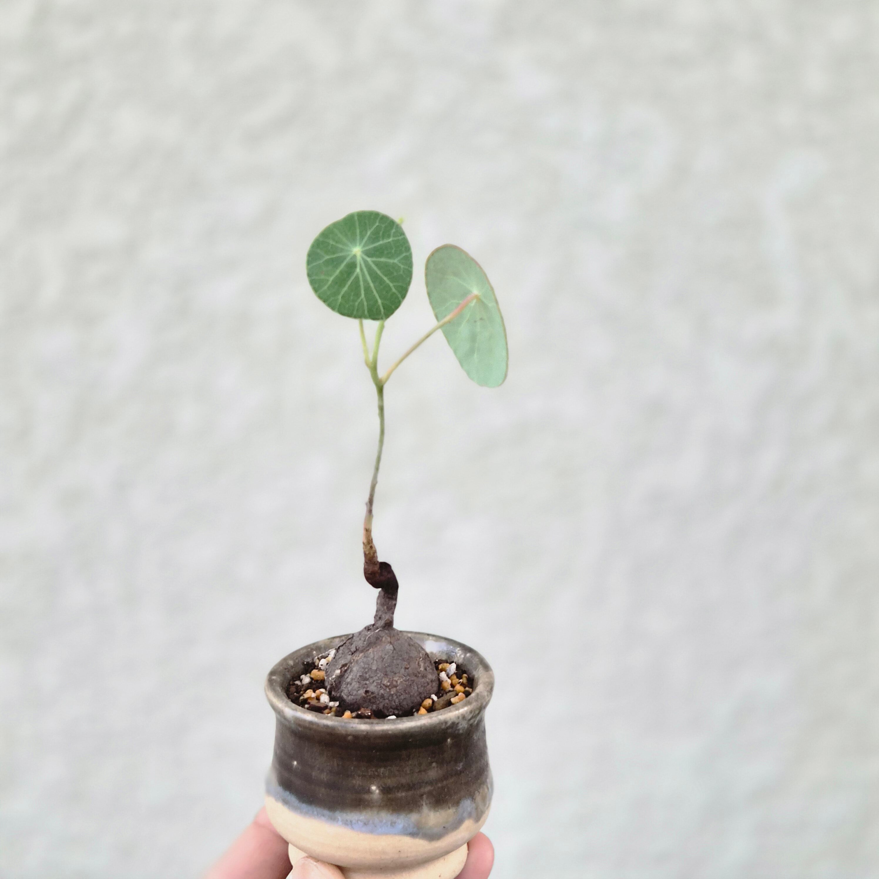 現物〚ステファニア エレクタ〛Stephania Erecta / ステファニアピエレイ塊根植物 コーデックス 発芽済