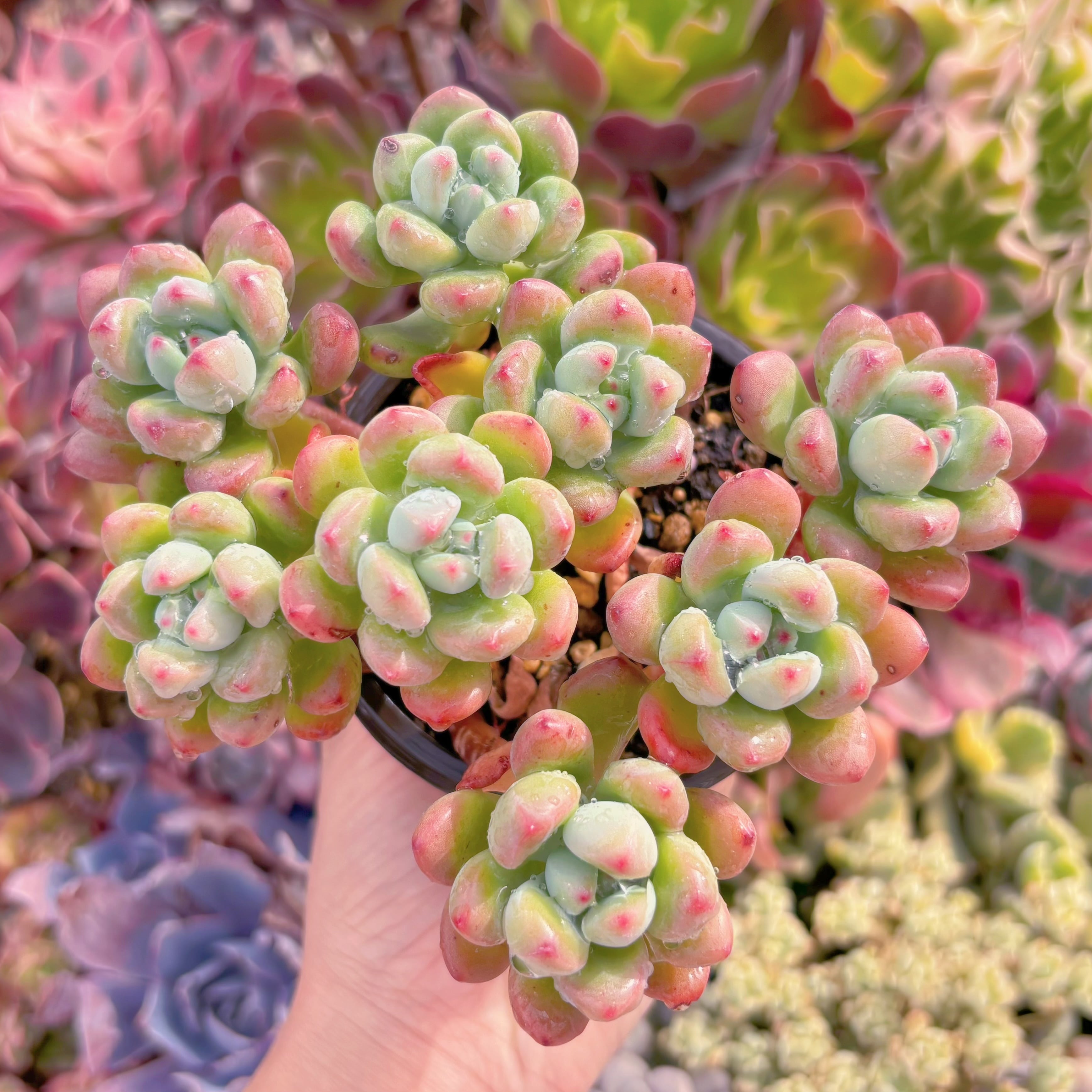 現品　トミーキャット#780   るる農園