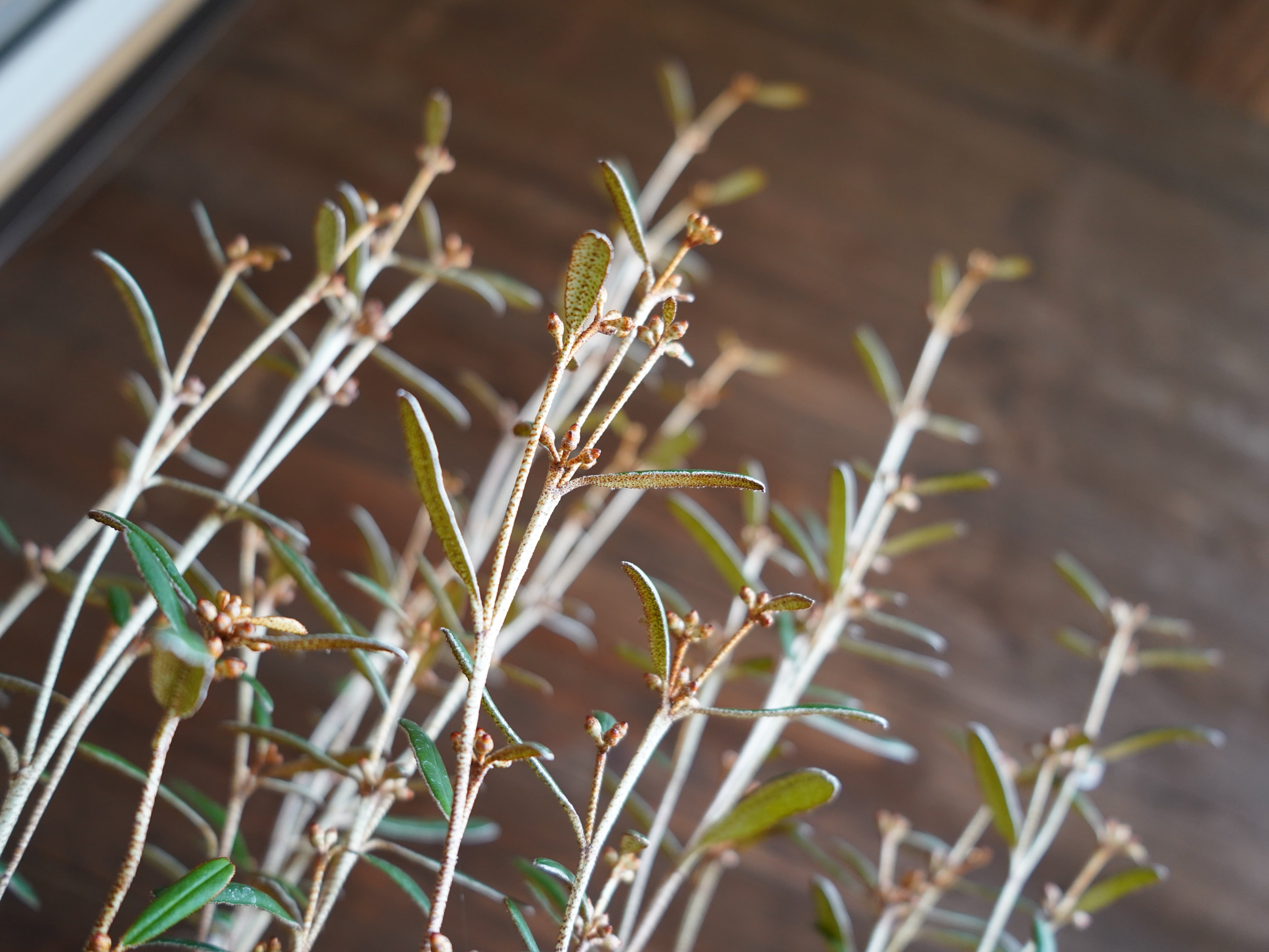 【現物】フェバリウム　A