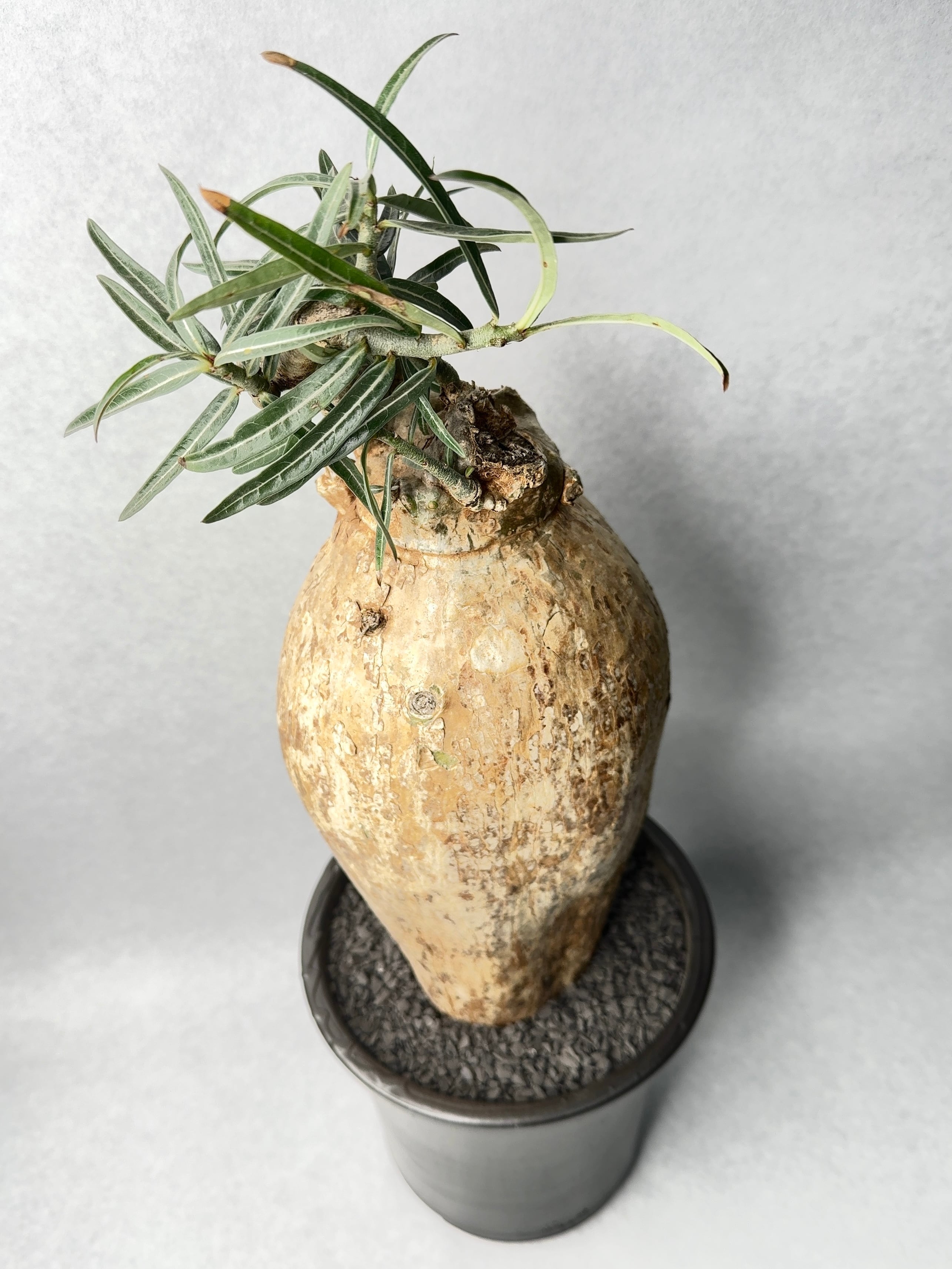 アデニウム・ソマレンセ | trigger