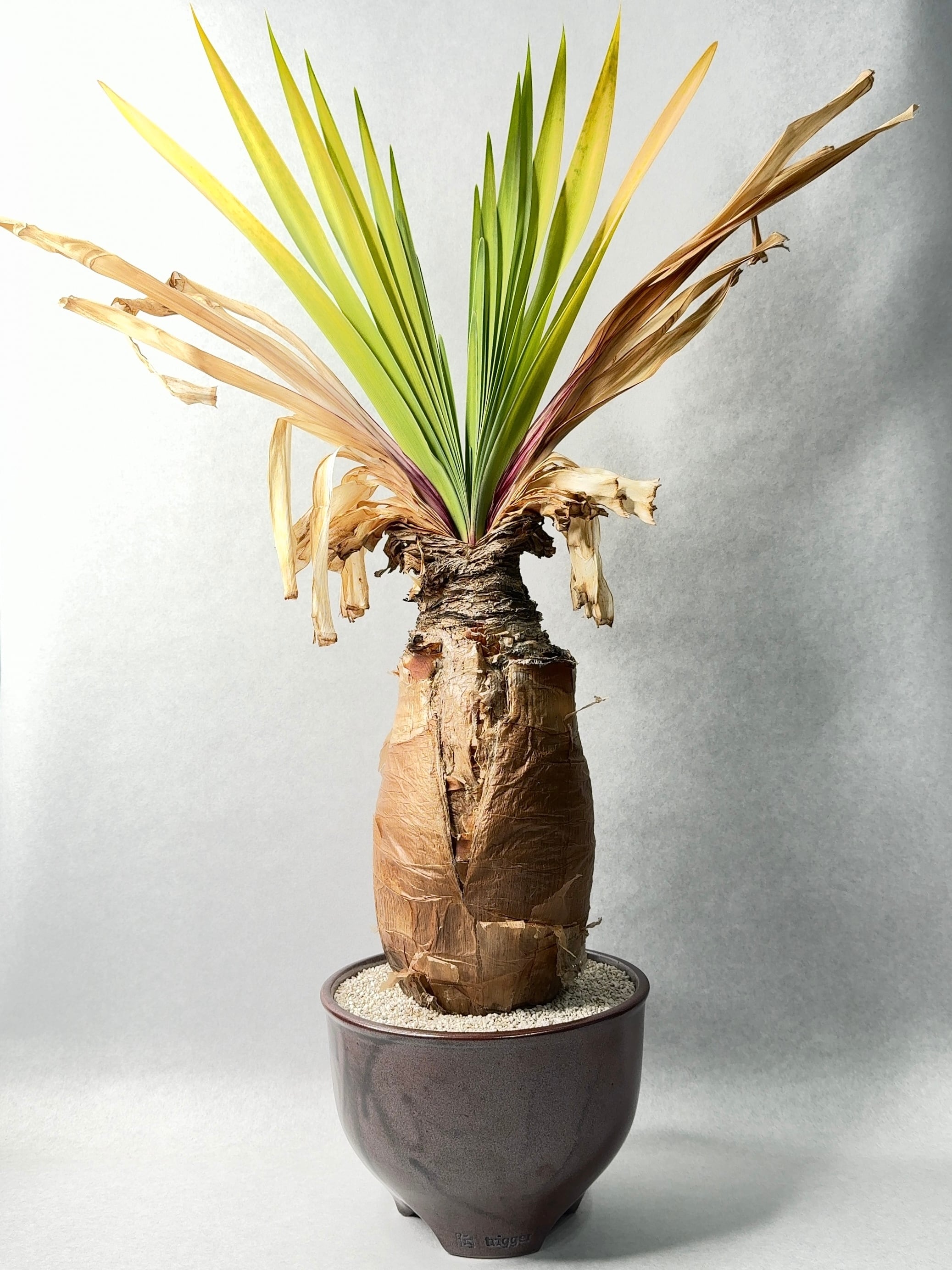 ブーファン・ディスティチャ | trigger