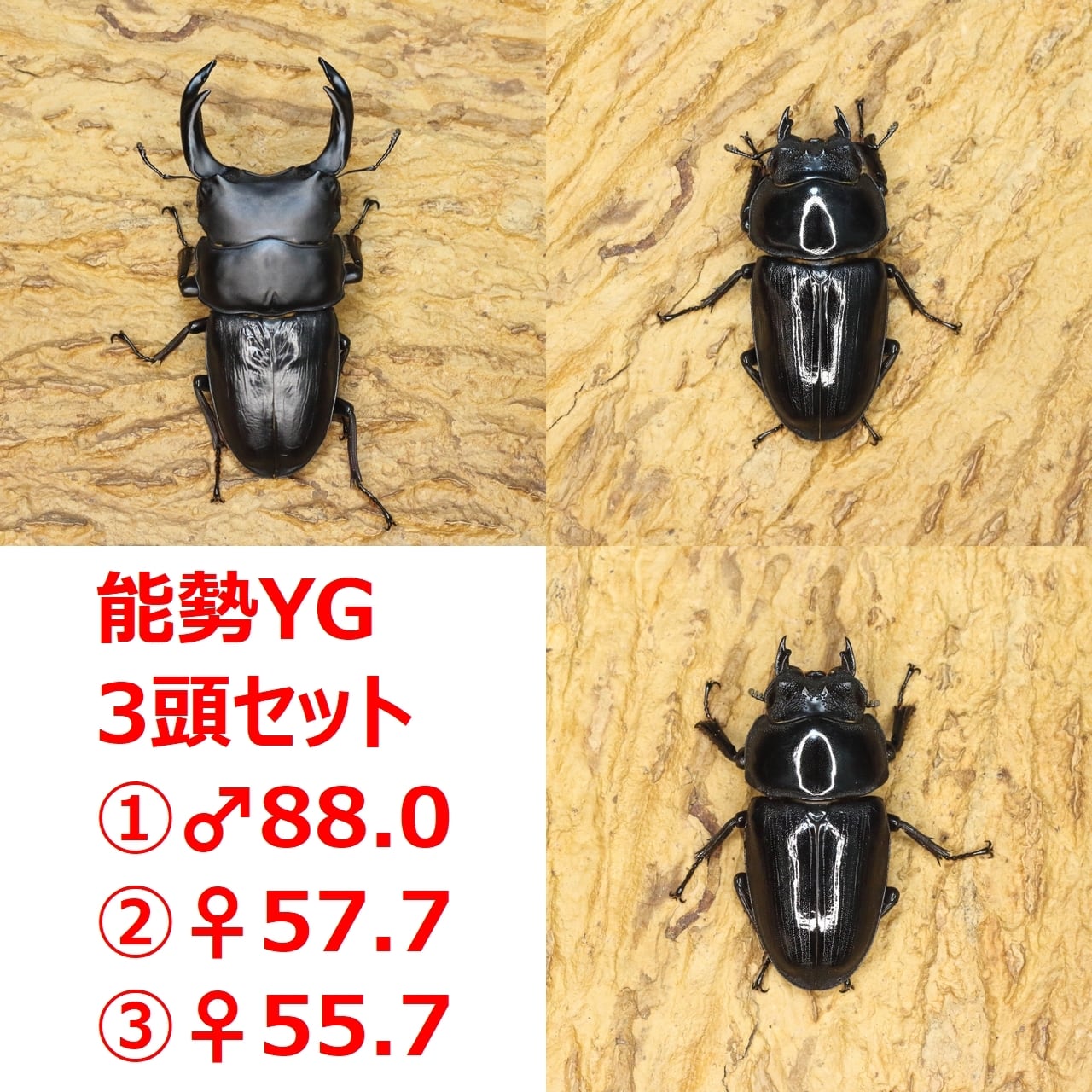 オオクワガタ 台湾オオクワガタ77mm ペアセット タイワンオオクワガタ | insect