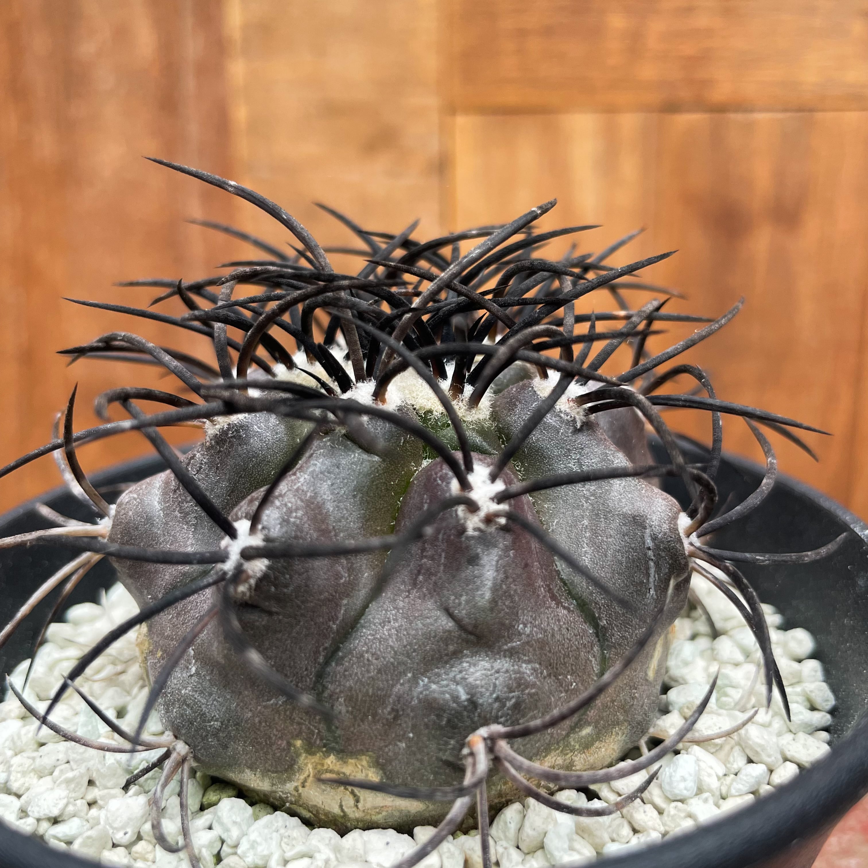 Copiapoa griseoviolacea【コピアポア・栗星玉・実生】 | RIMO'S GREEN