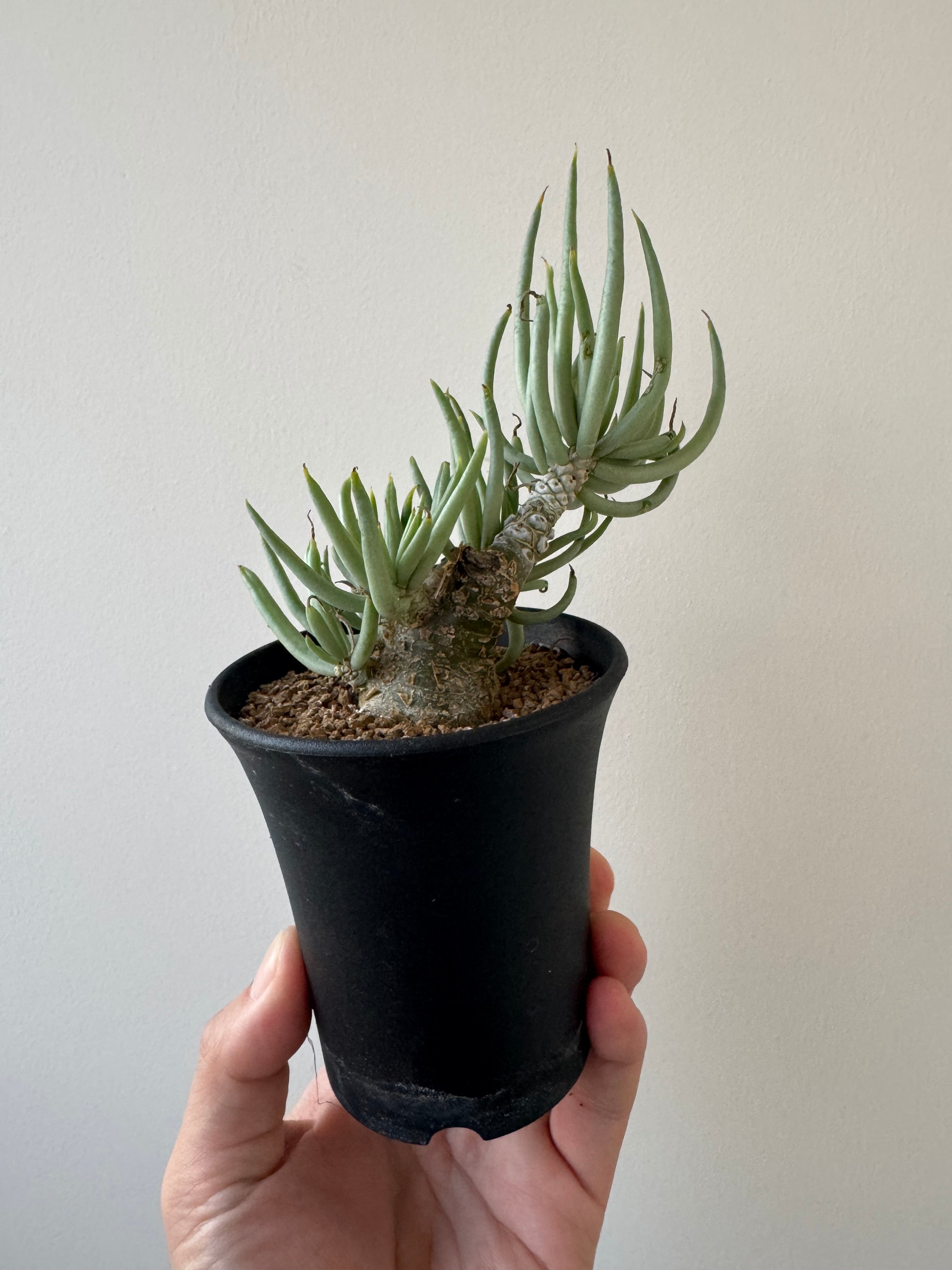 チレコドン ペアルソニー 実生 田中元将 作家鉢セット 3寸 冬型塊根