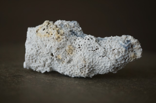 フロリダ州産アゲタイズド・コーラル Agatized Coral 2295