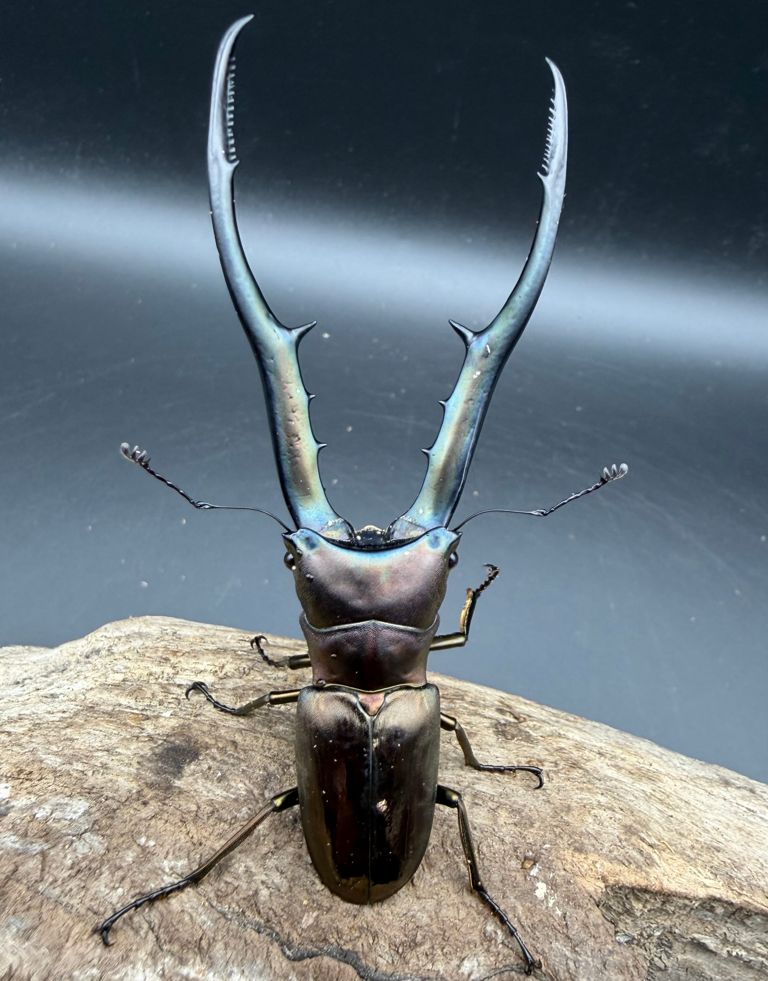 WD】アゴブルー系《メタリフェルホソアカ亜種フィナエ 89mm ペア