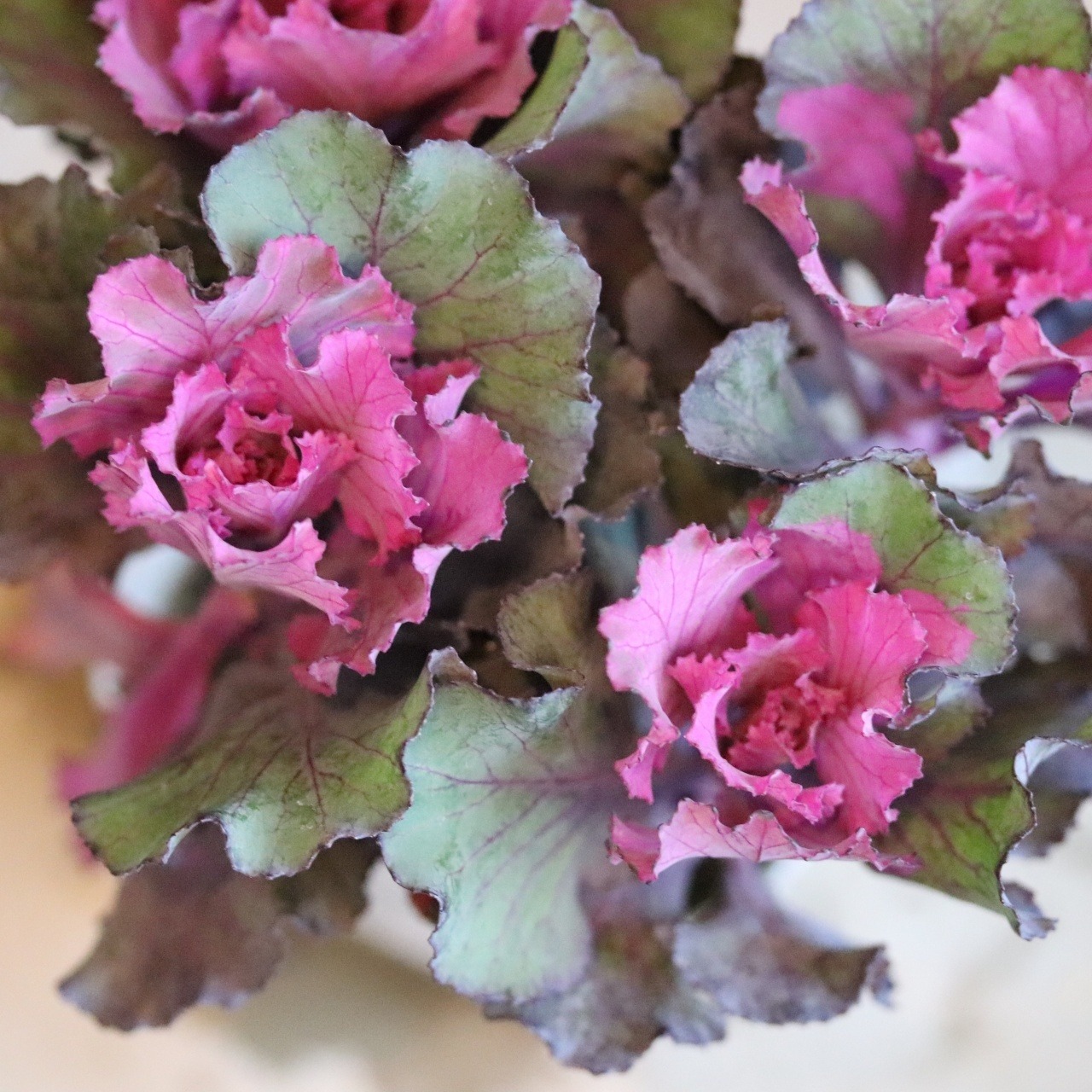 ハボタンお正月の寄せ植え　縁起物　フリルが入るハボタン