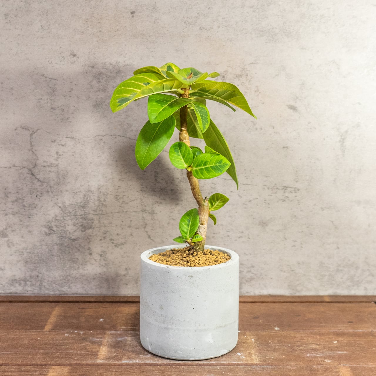 【モダンインテリア】フィカス アルテッシマ 曲線美を楽しむ 曲がり樹形 モルタル鉢 ミニマルで格好いい 丁寧な暮らし ■虫発生抑制
