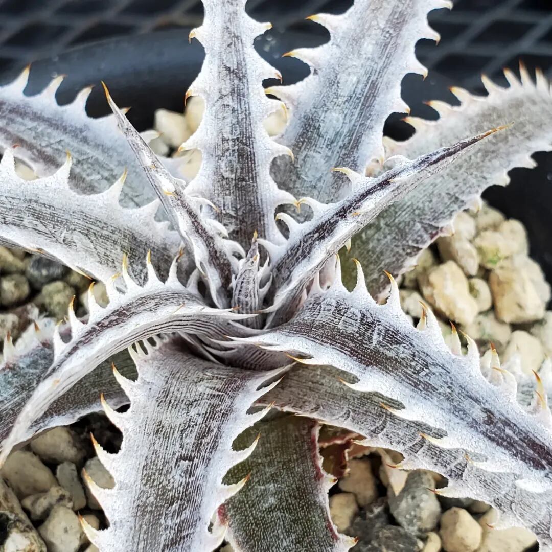 F00500_Dyckia 'Little Wing' F2 (NNN-LWF2-002)：ディッキア・リトル