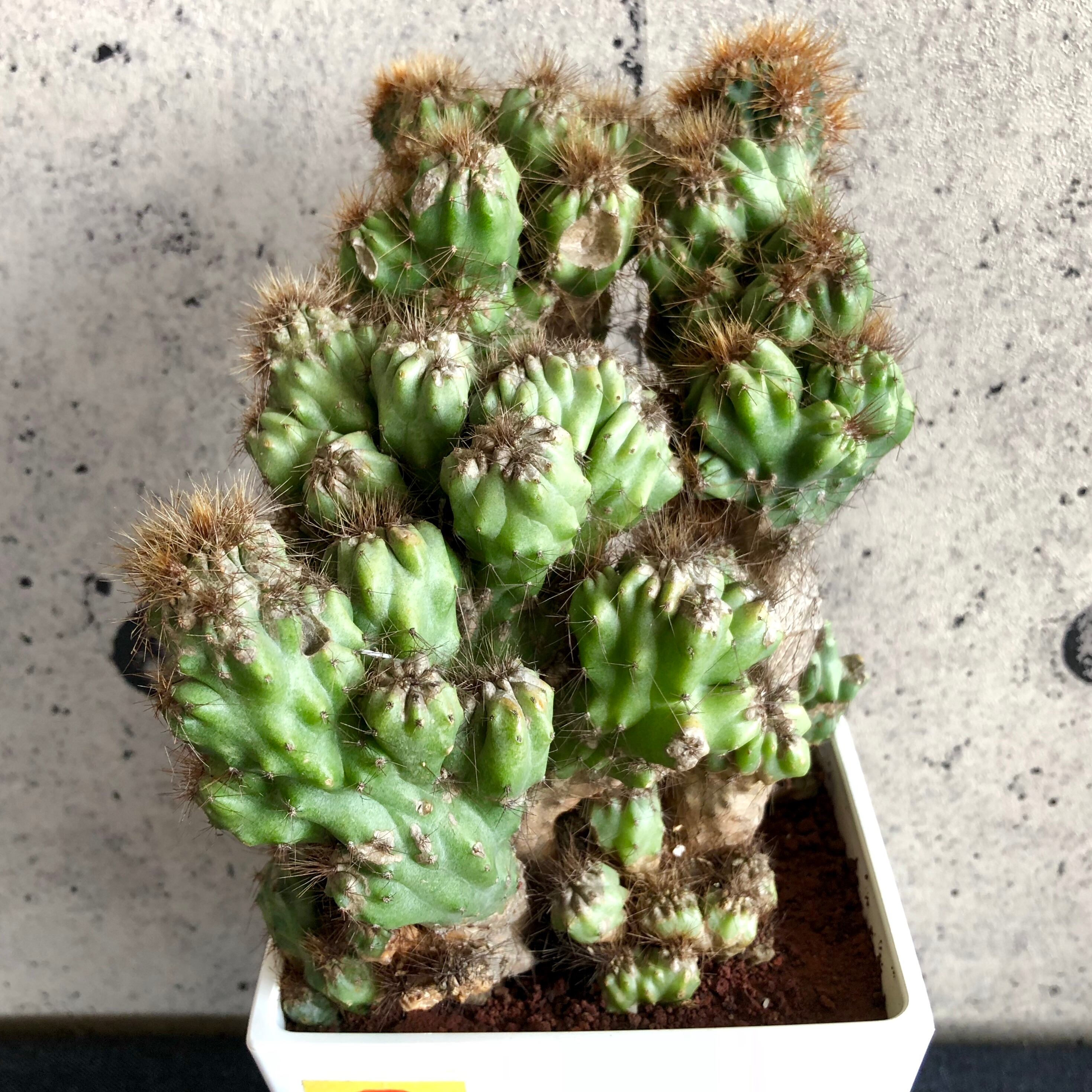 サボテン 金獅子 Planet Plants プラネットプランツ