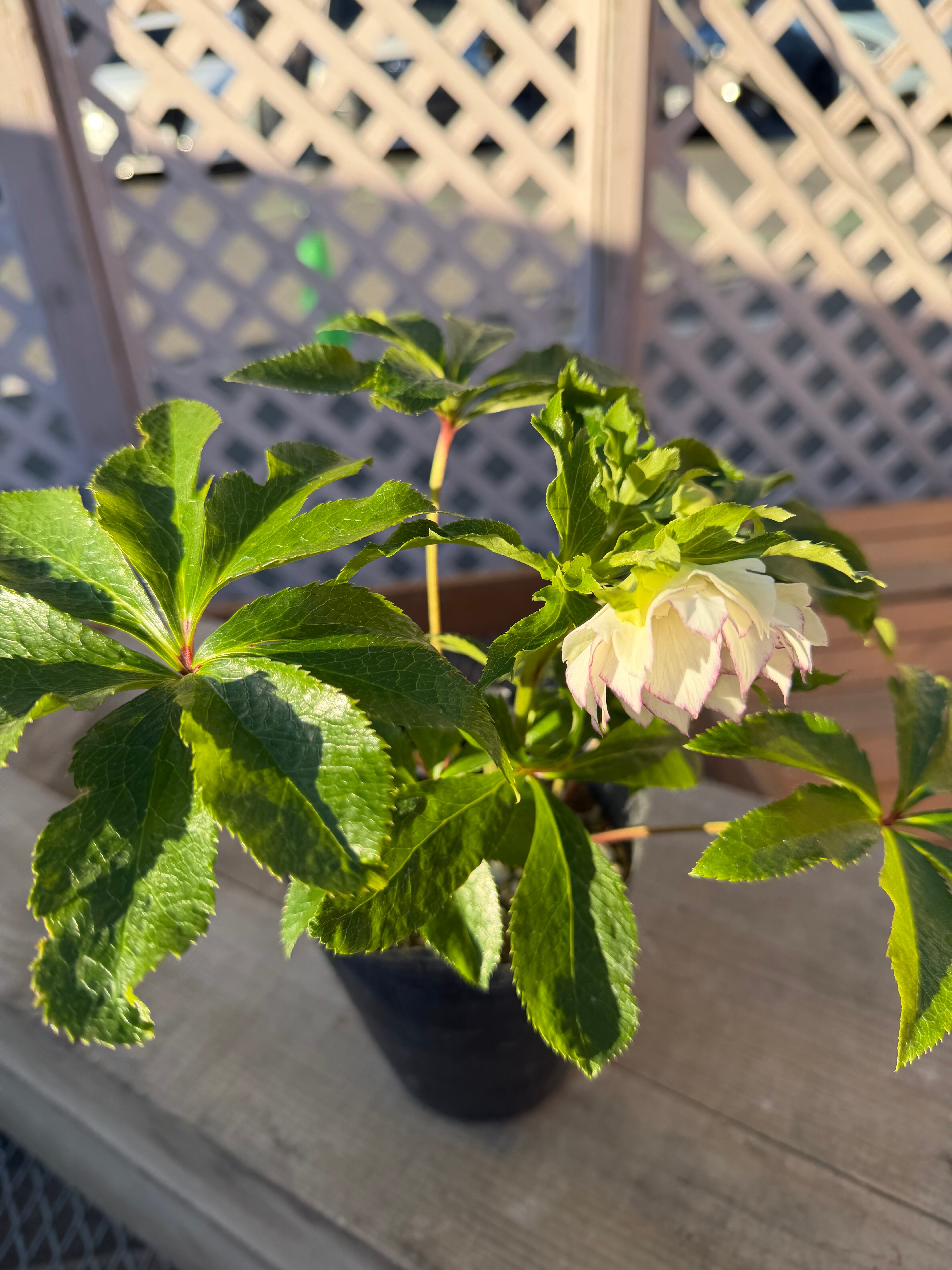 シャルウィダンス 若泉ファーム クリスマスローズ【Wa01】送料無料