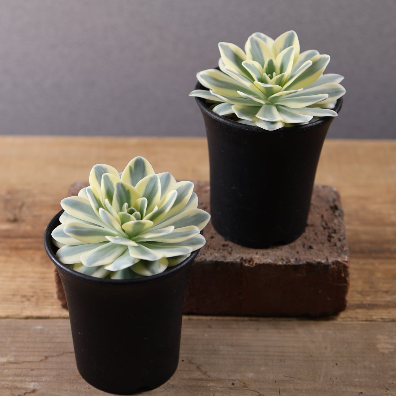 613『オロスタキス 富士』Orostachys 'Fuji' 観葉植物【送料無料