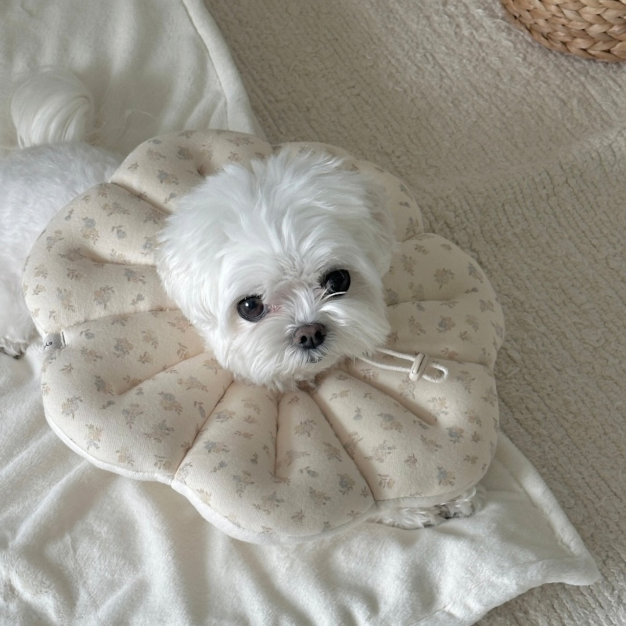 【即納】EYOU ピオナ ネックカラー（ソフトブロッサム）｜バニラ - 2