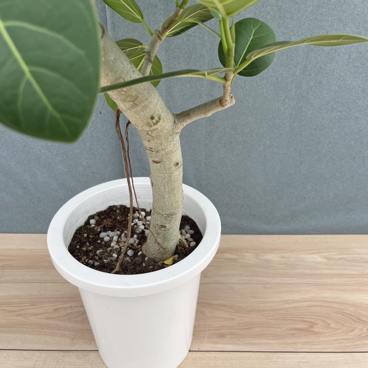 現品］17番 フィカス ベンガレンシス 幹太 8号 観葉植物 室内 大型