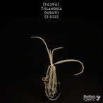 【送料無料】duratii S〔エアプランツ〕現品発送T4294