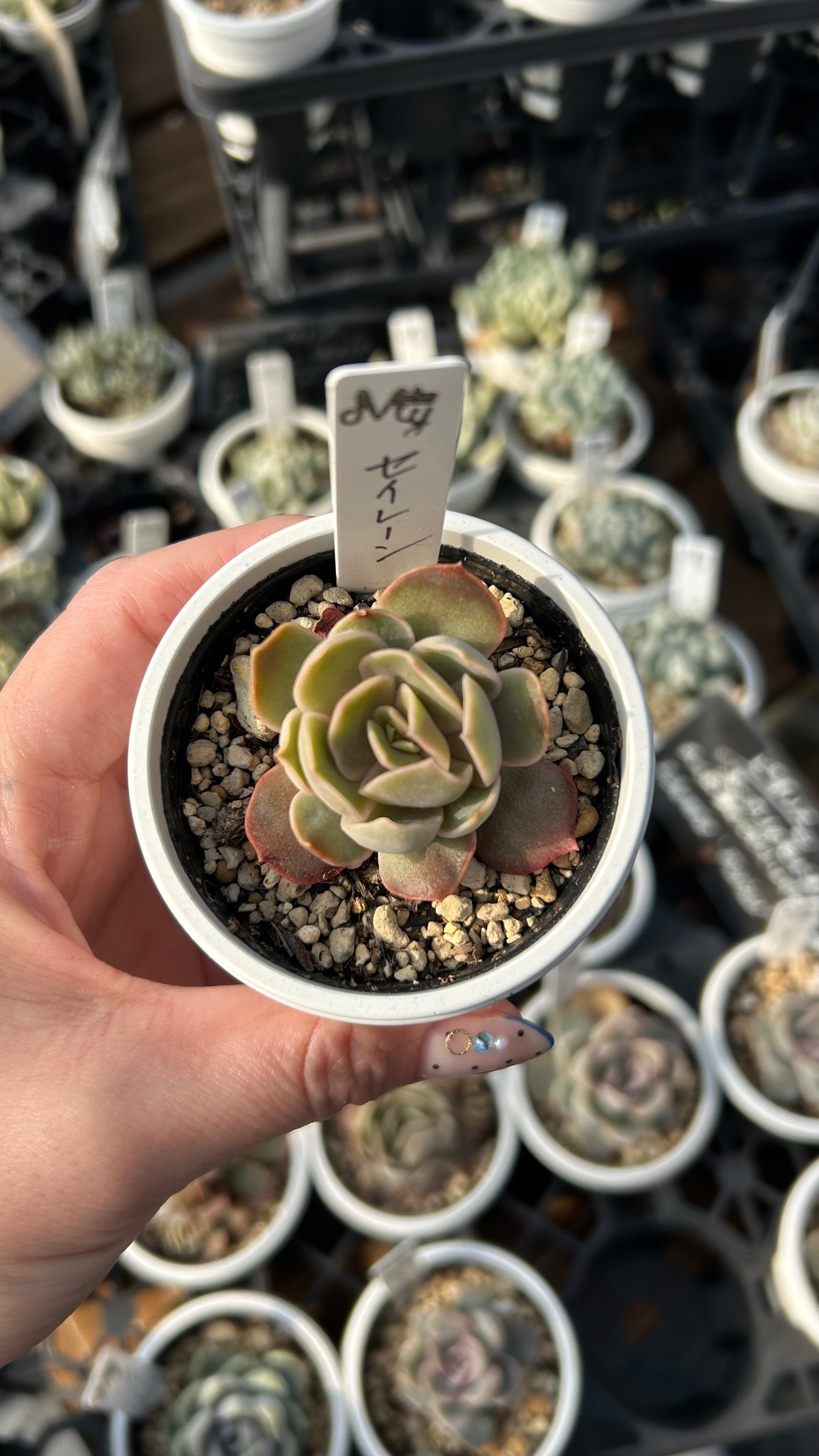 セイレーン 多肉植物 エケベリア 安心の生産ポットそのまま販売（8個