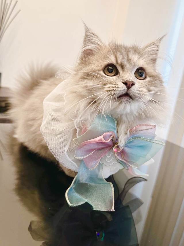 マーメイドリボンエプロン 猫 付け襟 すたい 猫グッズ