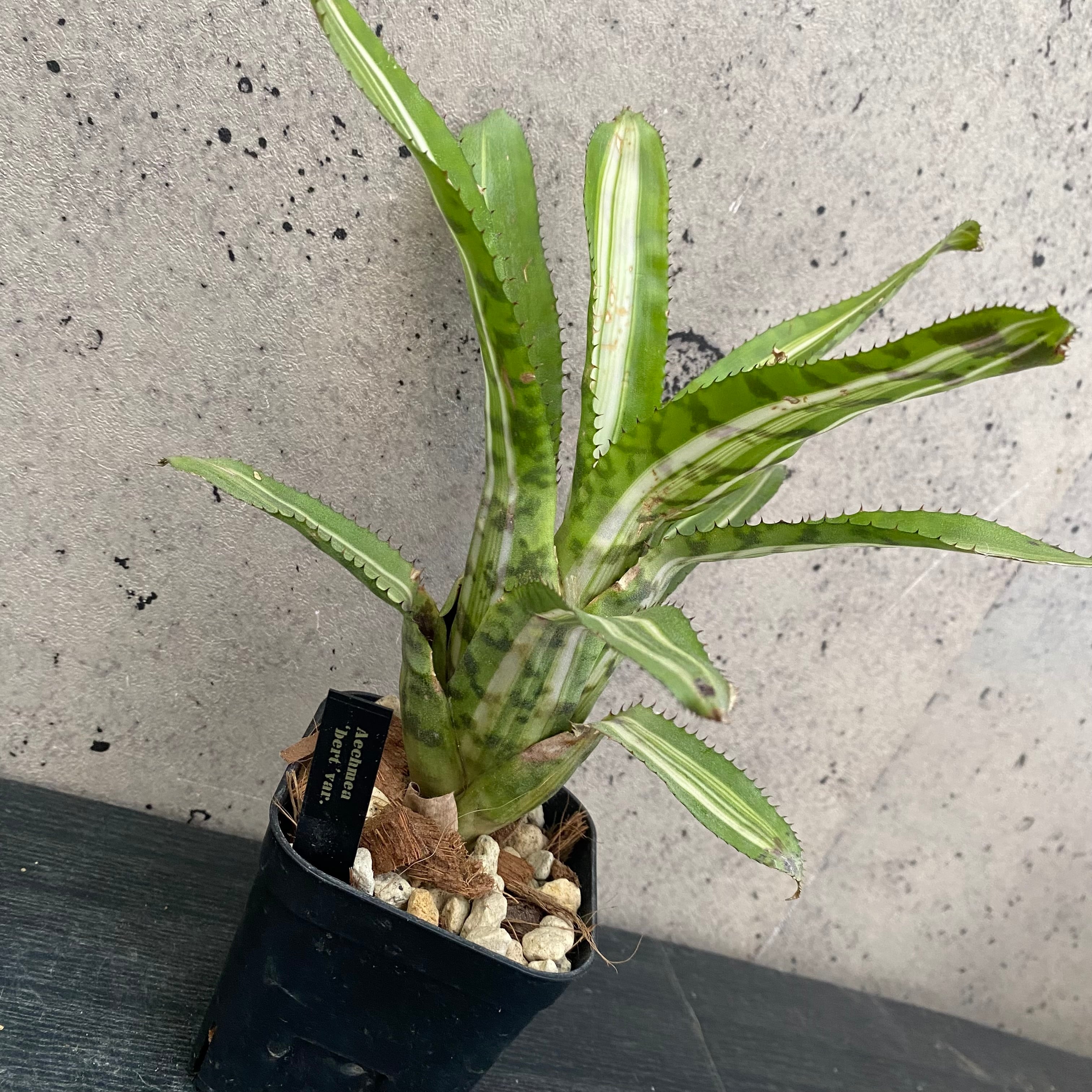 Planet Plants プラネットプランツ