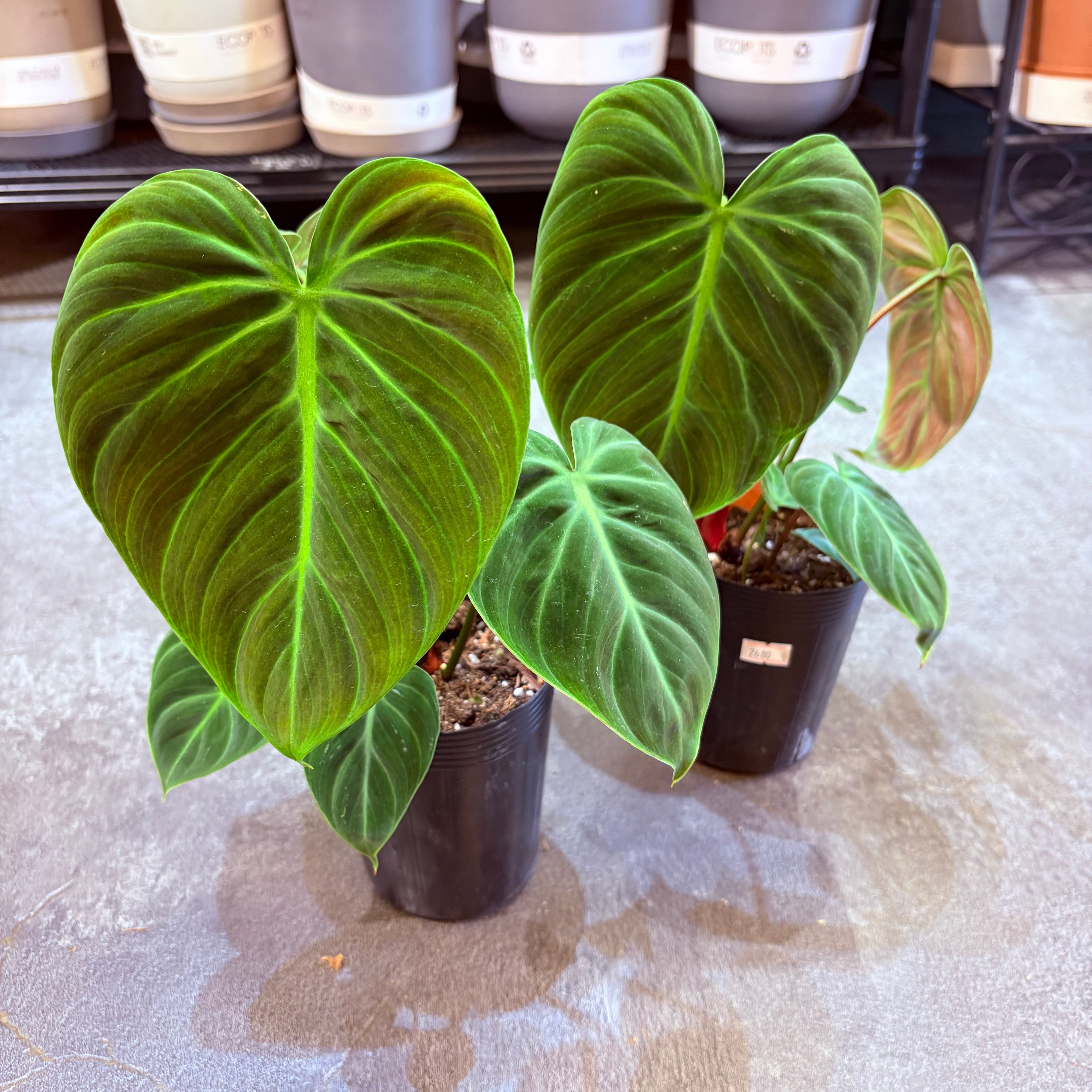 フィロデンドロン エルチョコレッド 3.5号 | Green Vibes 宇都宮市の