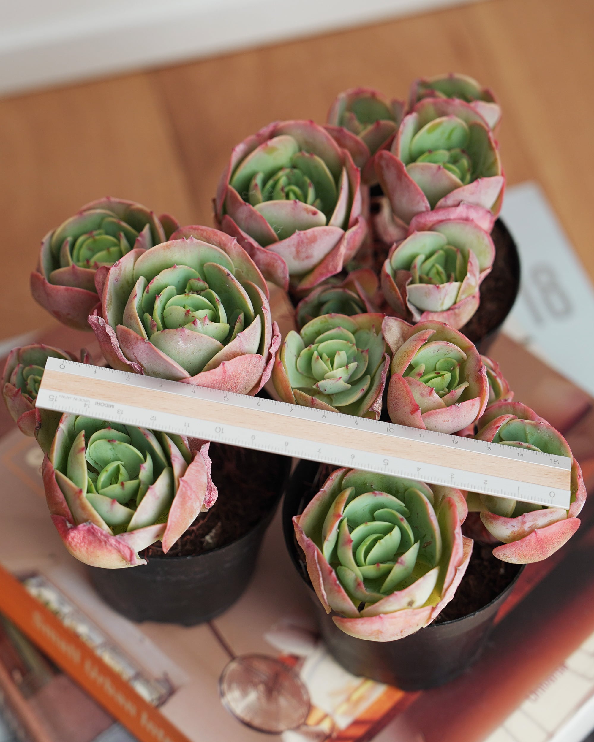 多肉植物 ピーチプリデ　抜き苗　エケベリア 抜き苗 ピーチプリデ 群生 Echeveria 'Peach Pride' | PUKUBOOK SUCCULENTS