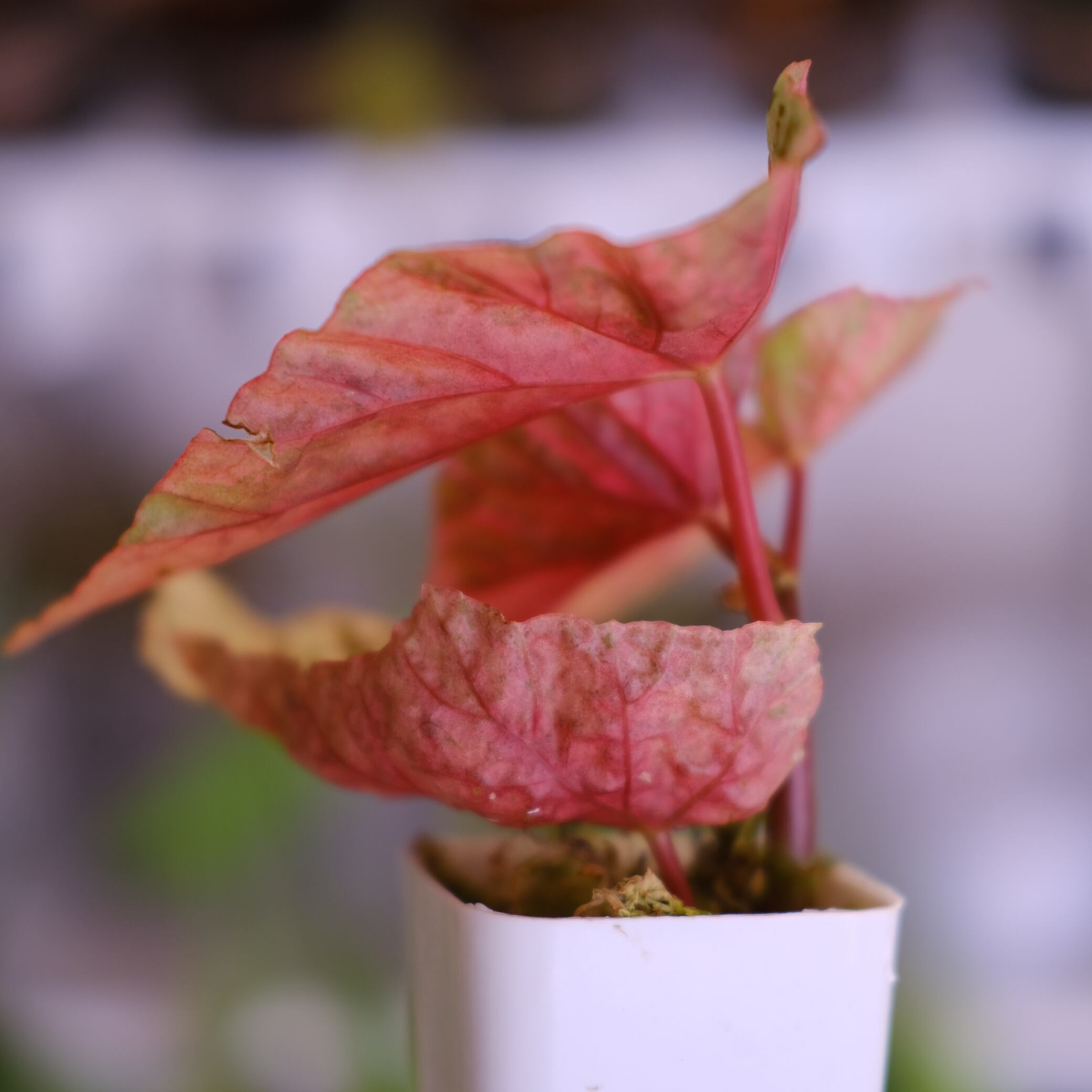 Begonia Snow Capped Variegata③｜ベゴニア スノーキャップド 斑入り