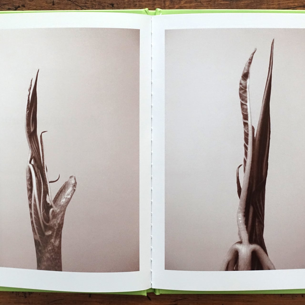【 Ron Van Dongen: A. angustatum】★値下げしました Ron van Dongen : A. angustaum (One Picture Book #37) | タイムカプセル