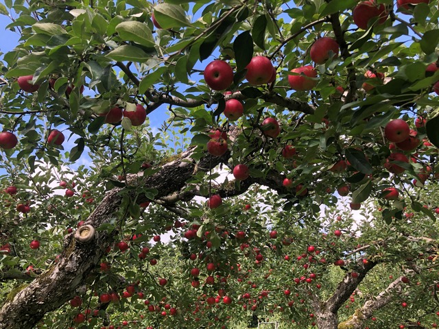 【あかね】りんご　20～25玉　（梱包：5㎏ダンボール箱）