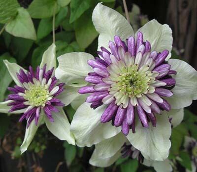 ビエネッタ - ‘Vinnetta=‘Evipo 006’ - フロリダ系 O-F8