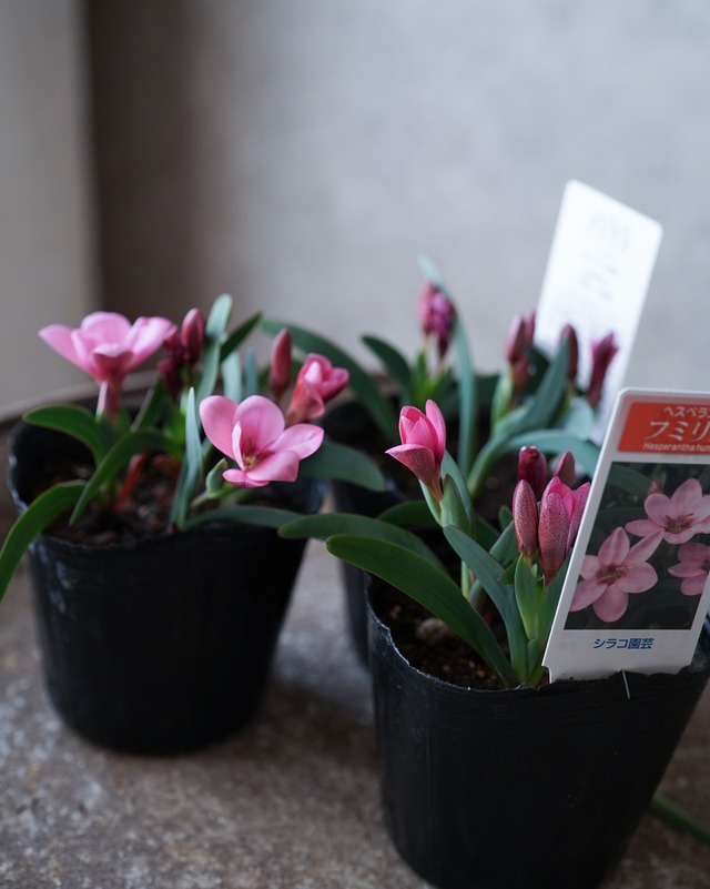 ハナニラ　白　 ２〜３球植え　