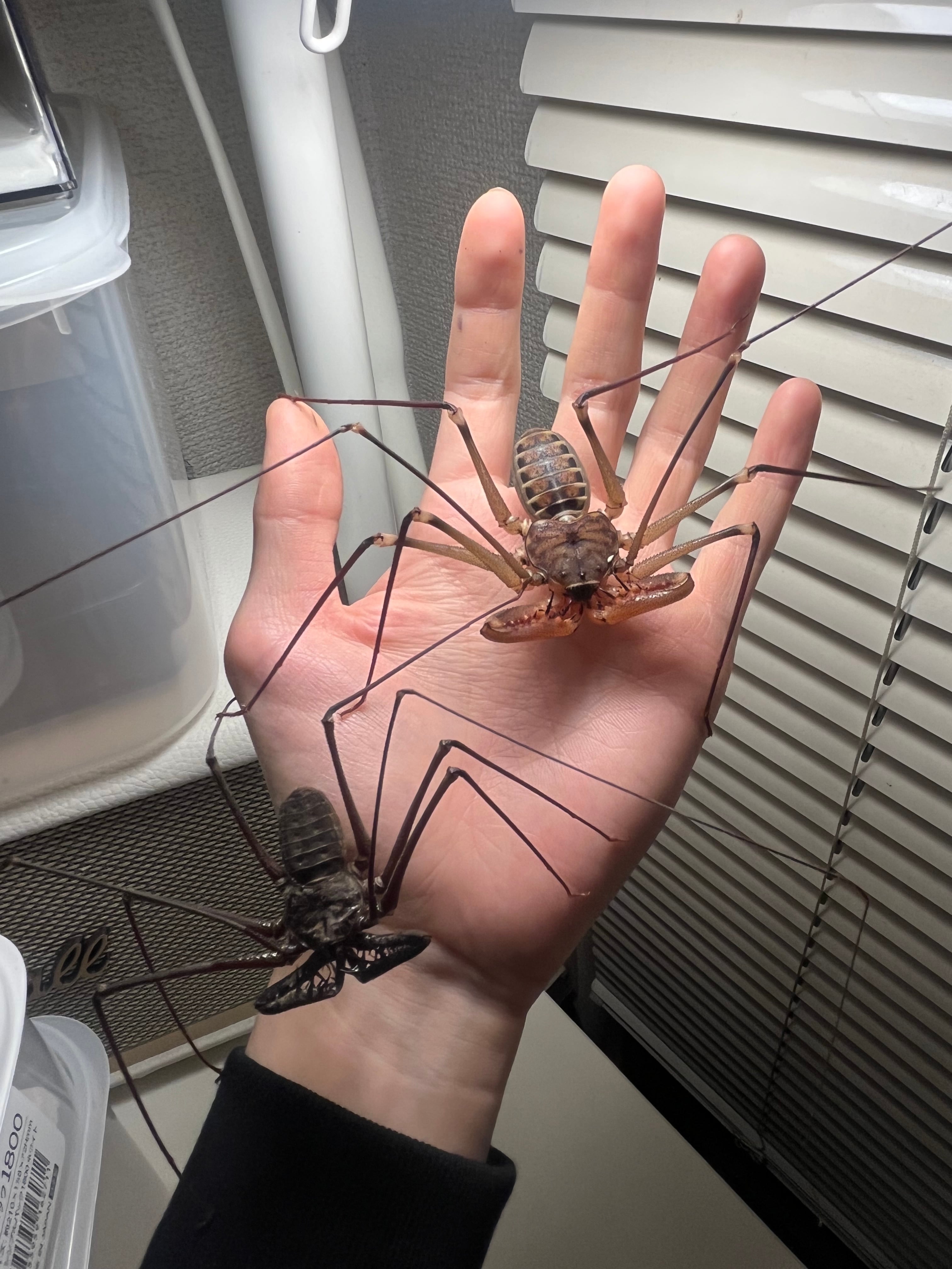 【腕蟲希少種】ウデムシ ヒヨケムシ 三大奇蟲 サソリモドキ 標本 腕蟲希少種】Heterophrynus elephasウデムシ ヒヨケムシ 三大奇蟲