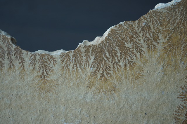 ドイツ産デンドライト 忍石 Dendritic limestone 2445