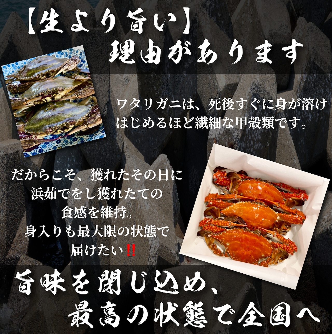 【ワタリガニ】雌の内子パンパン個体，鍋、カンジャンケジャン用で冷凍発送で承ります。