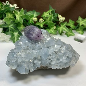 6.空色セレスタイトに住み着いているフローライトハリネズミさん