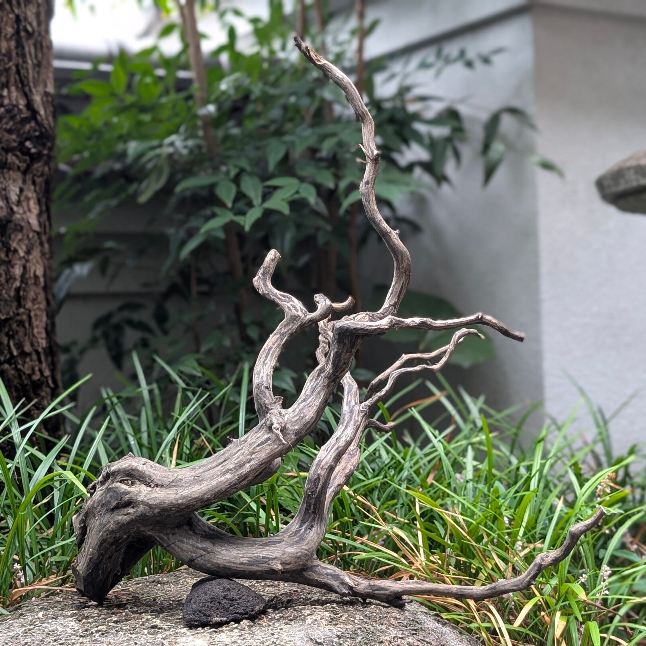 ブラックスマトラブランチウッド【BSB100】流木 アク抜き処理