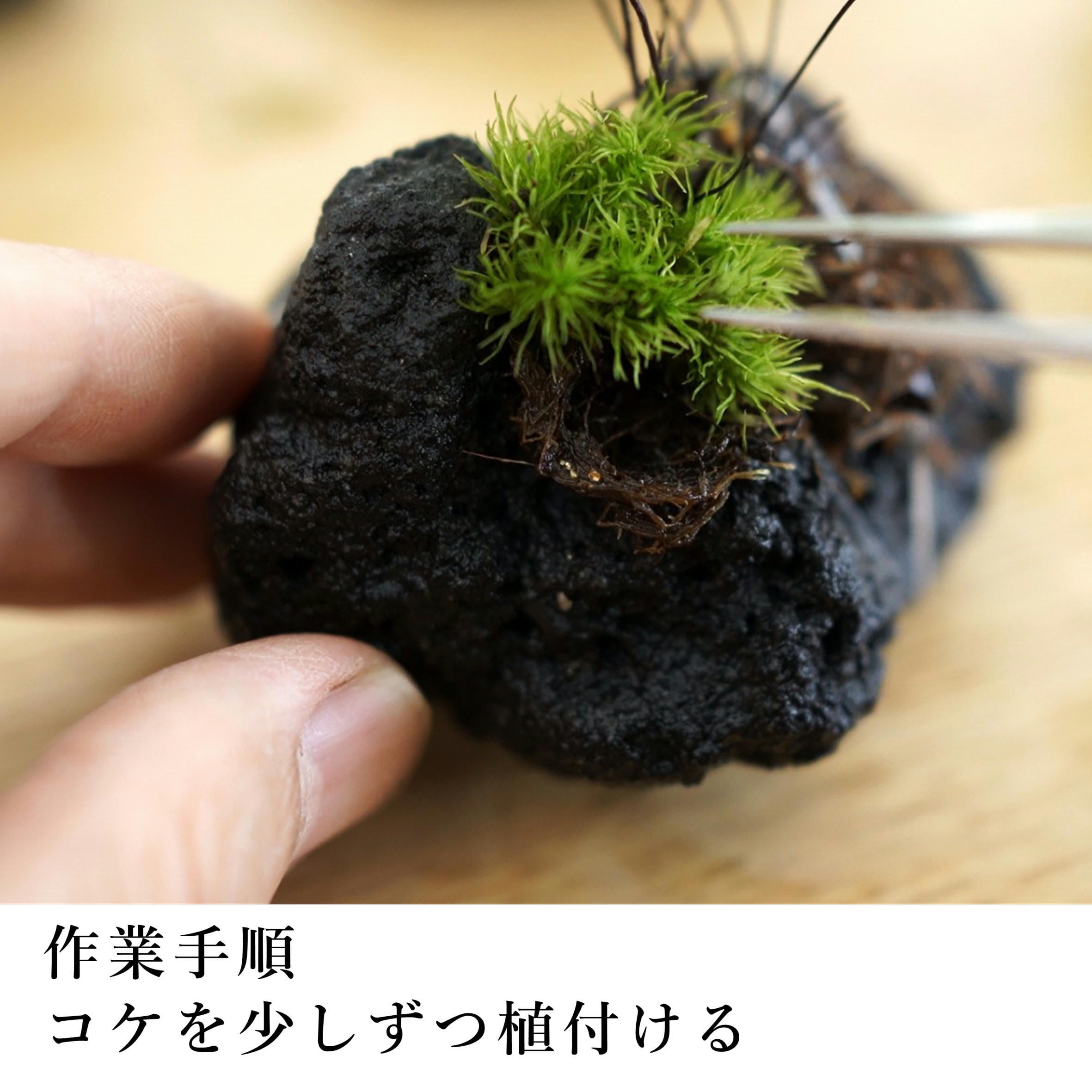 作製キット】はじめての着生 シダとコケの着生苔石キット◇動画解説