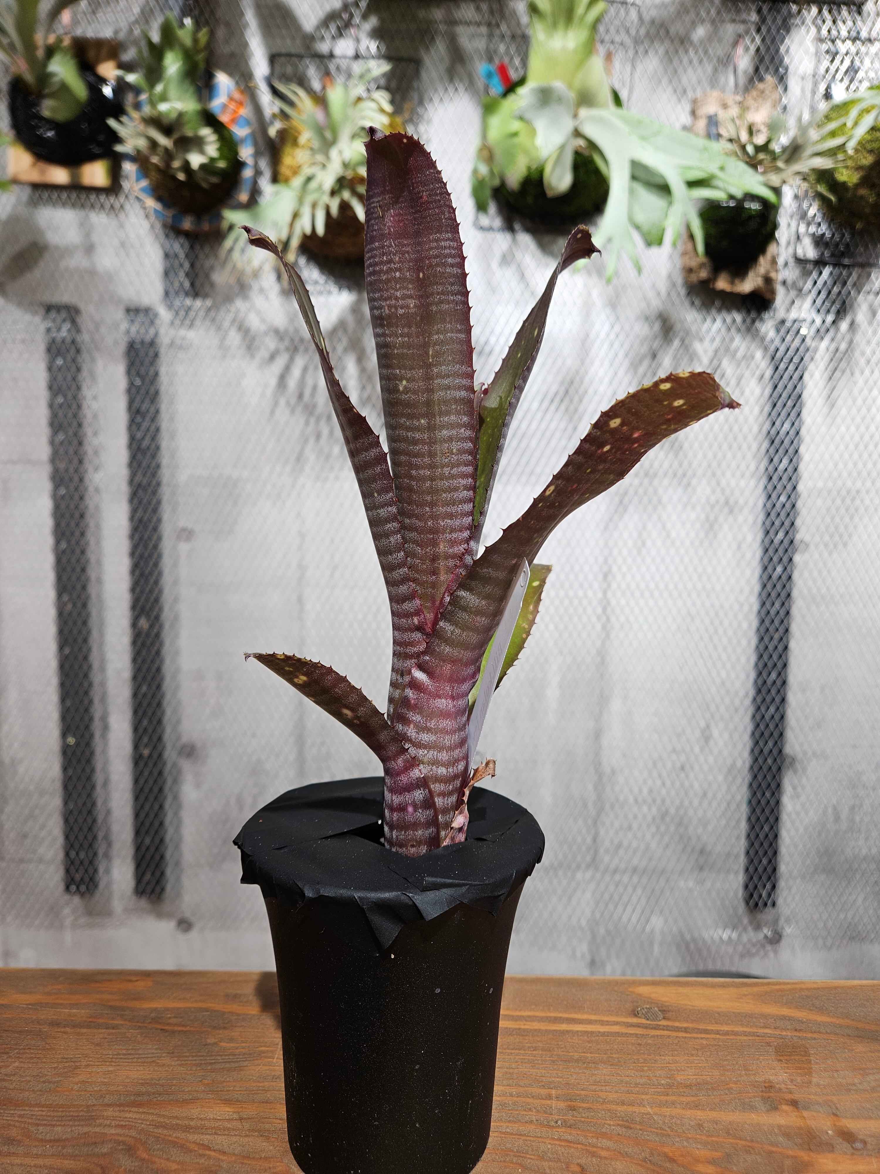 ブロメリア・エアープランツ Billbergia Kolan  flake Billbergia. Kolan of Spring【artPLANTs/PLANTS GARAGE