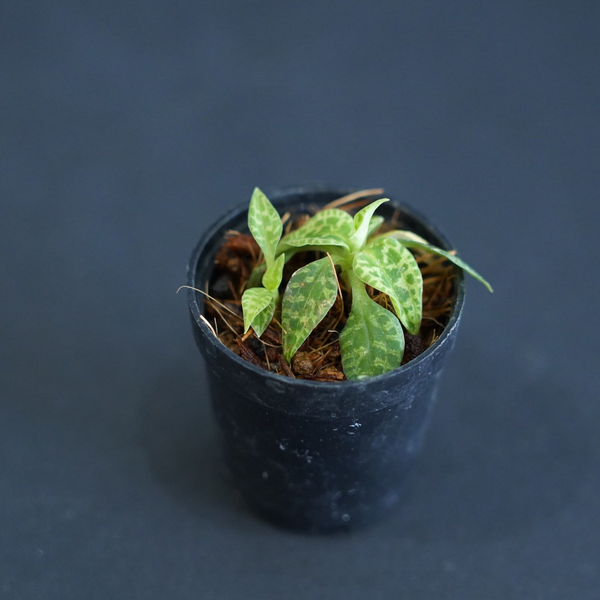 キメラ錦  カット苗 多肉植物 | 多肉植物食堂
