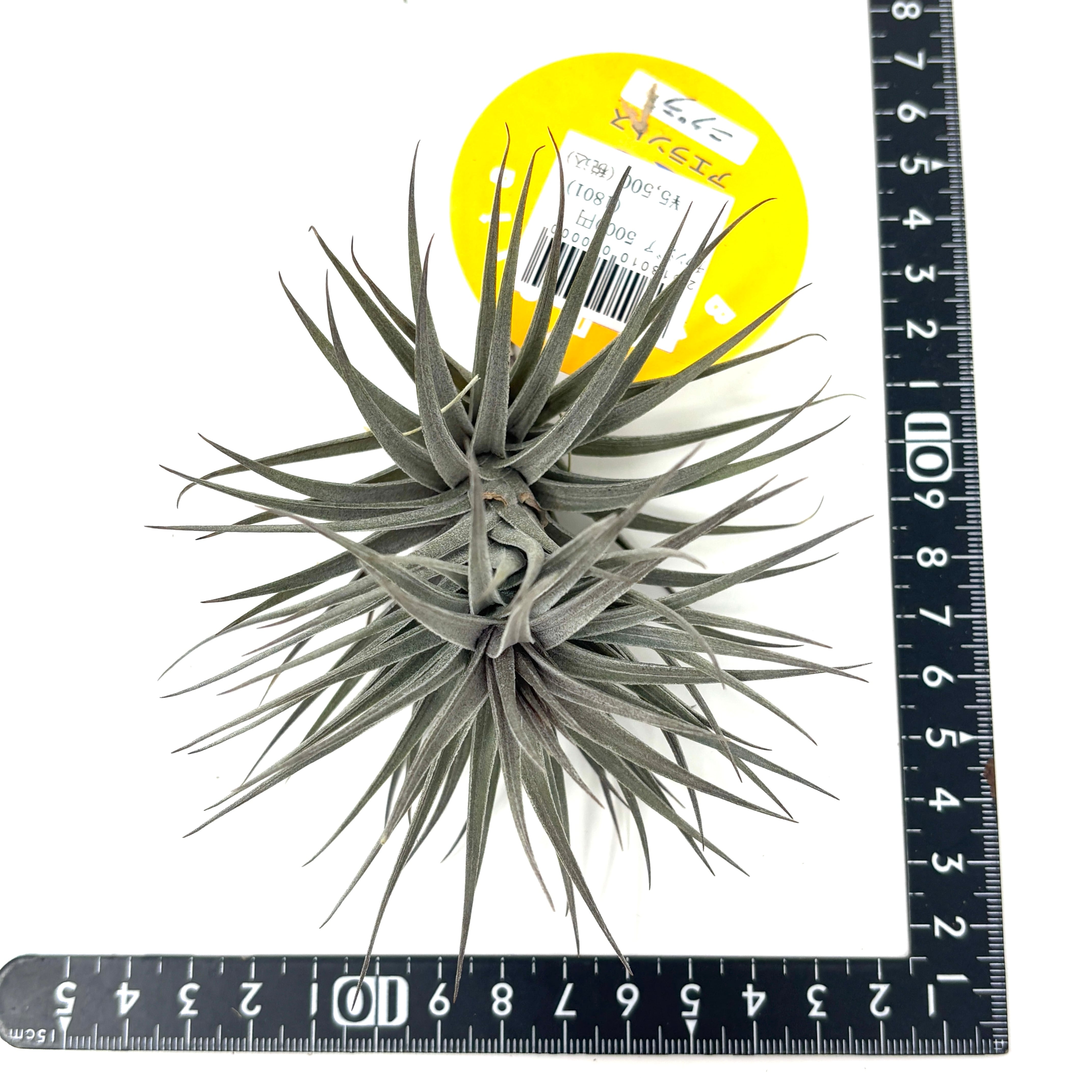 チランジア アエラントス ニグラ【940】 | PROTOLEAF プロトリーフ