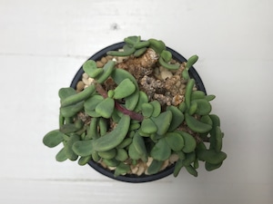 ケラリア ピグマエア