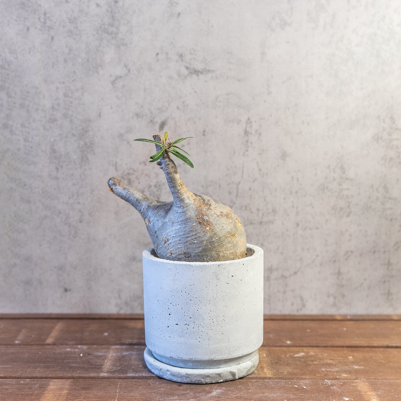 【胴回り32.5cm/発根済】パキポディウム グラキリス 圧倒的な存在感 モルタル鉢仕立て 本物志向のインテリアグリーン おしゃれ／虫の発生防止