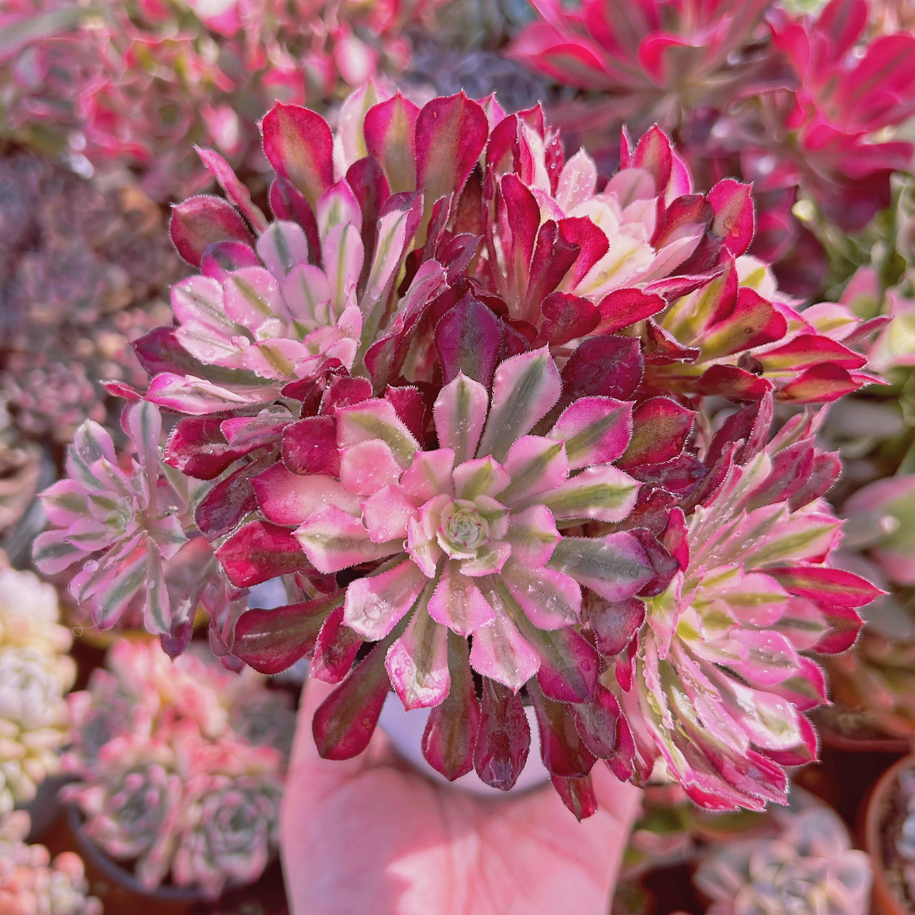 #739現物　多肉植物　Aeonium   ブラックチェリー　特大　抜き苗