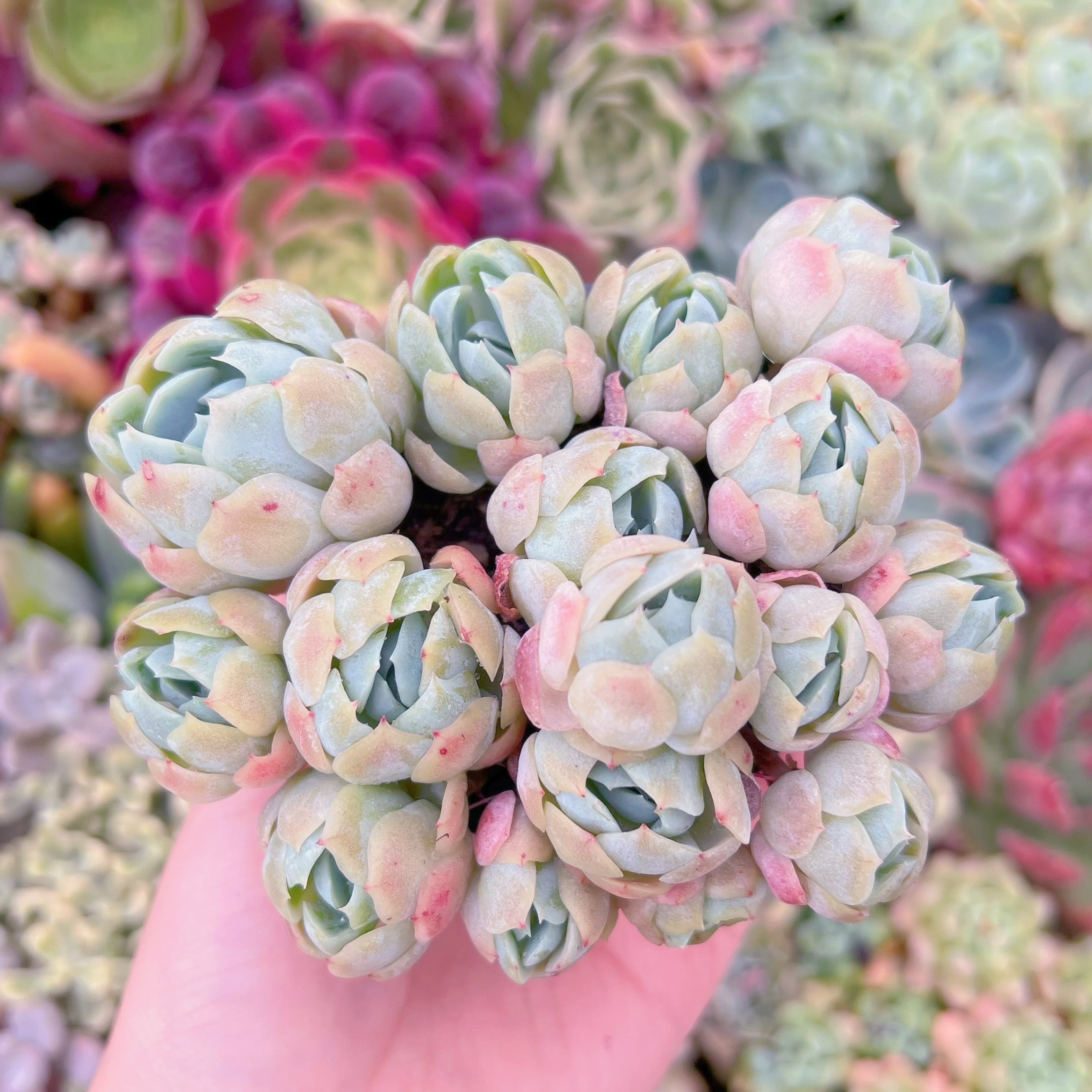 現品　クリームベリー#A24　るる農園