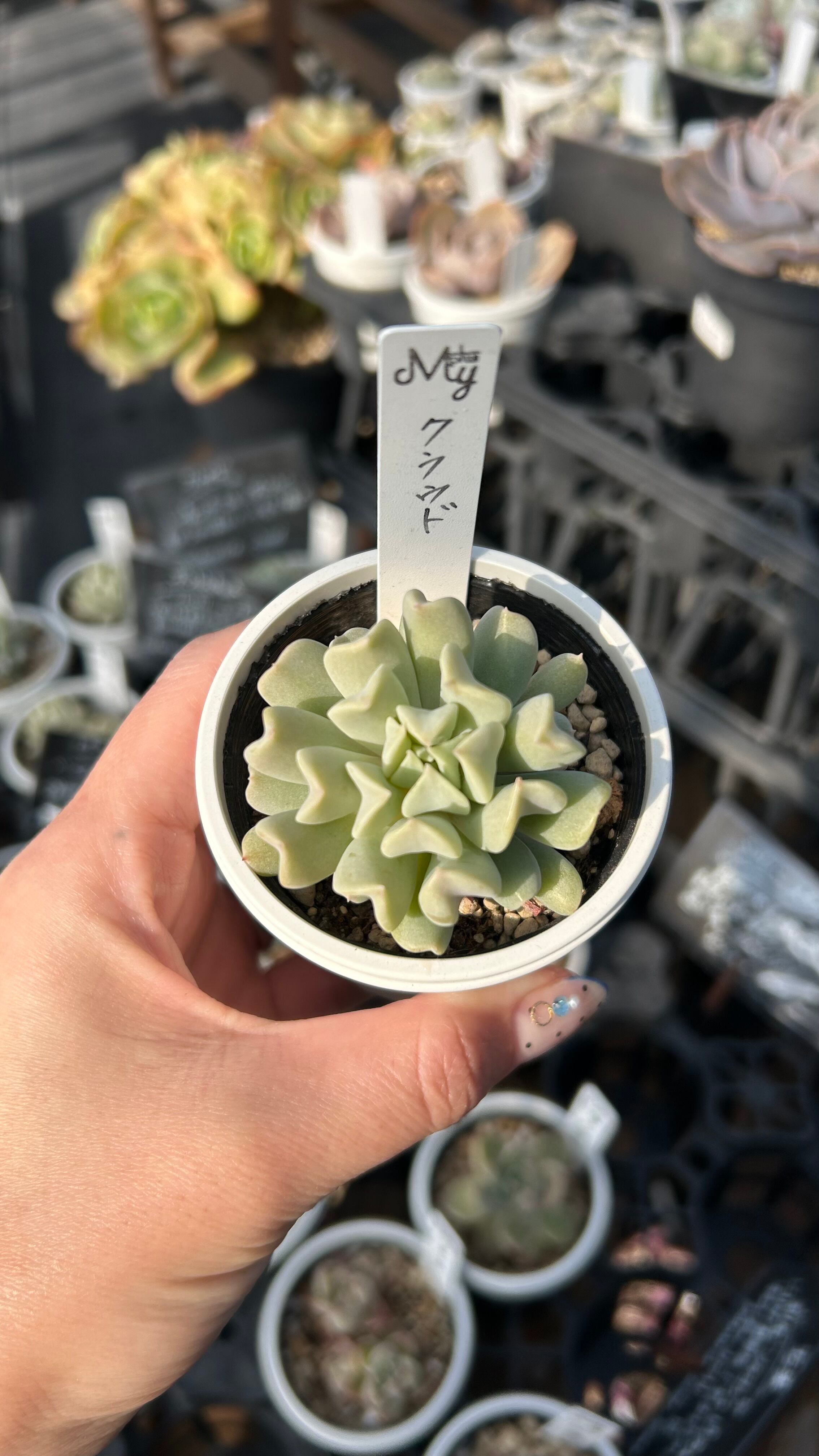 薄氷 多肉植物 グラプトベリア 安心の生産ポットそのまま販売（8個