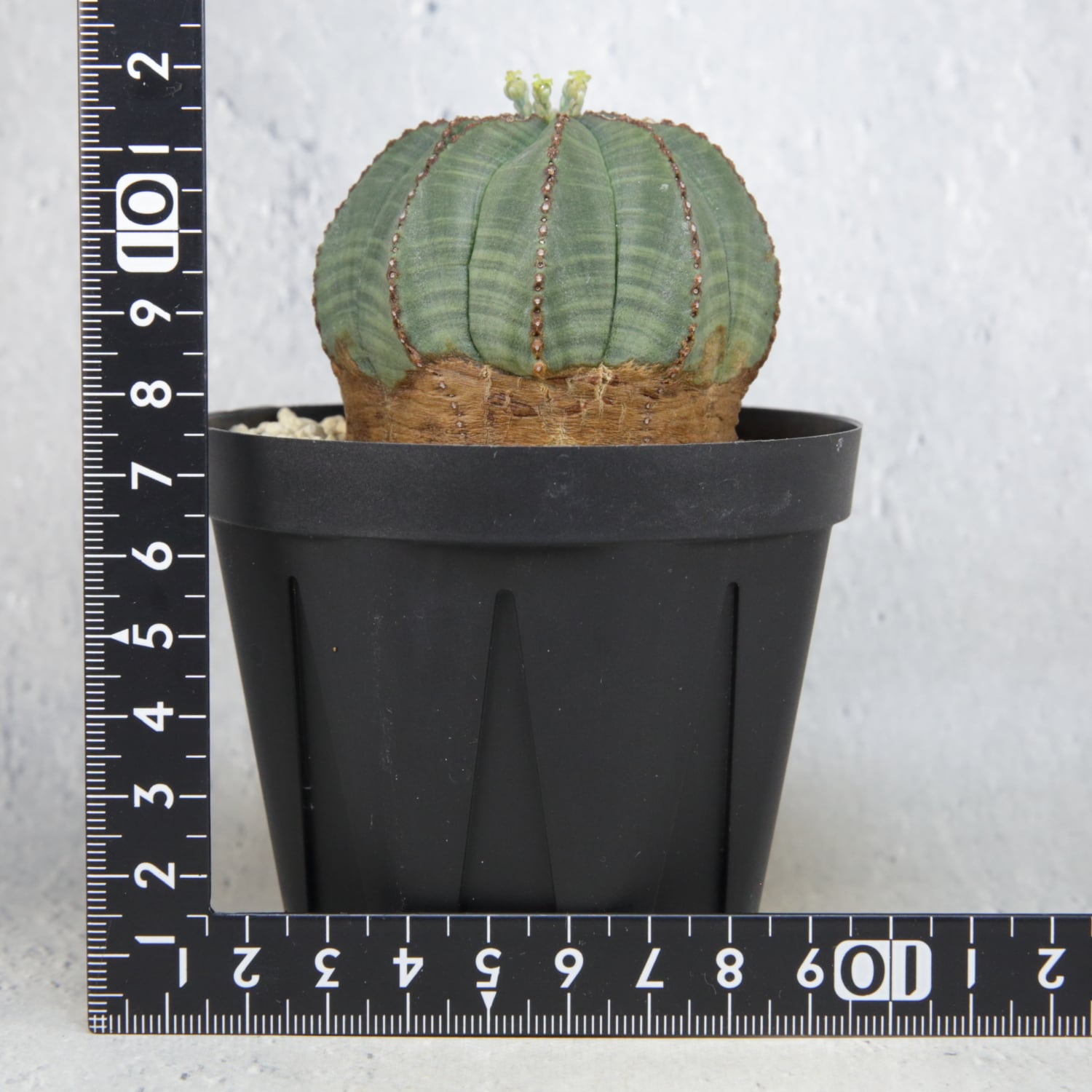 メス株 木質化 オベサ / ユーフォルビア | LIGHTHOUSE.PLANTS