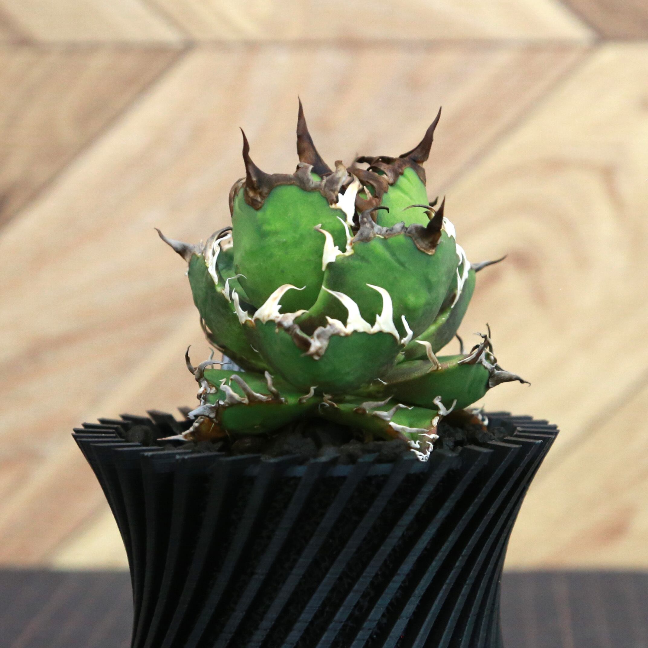 Agave Titanota Super Red Catweezle アガベ チタノタ スーパーレッド